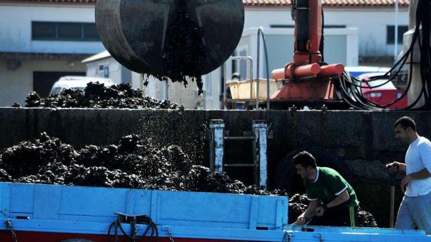 Una descarga reciente de mejillón en el puerto de Vilaxoán (Vilagarcía).  // Iñaki Abella