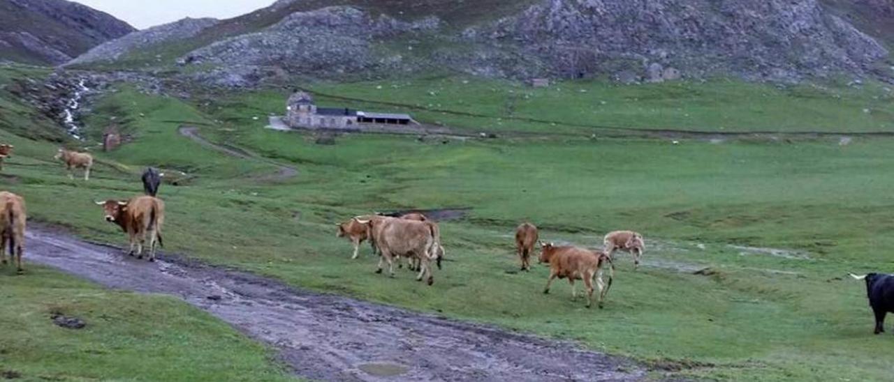 Vacas en Pinos el verano pasado.