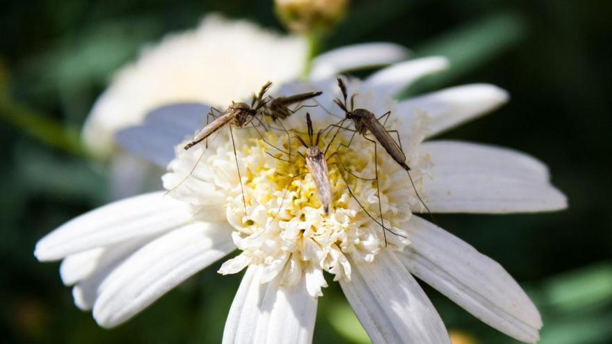 Cinco plantas para ahuyentar los mosquitos de casa este verano