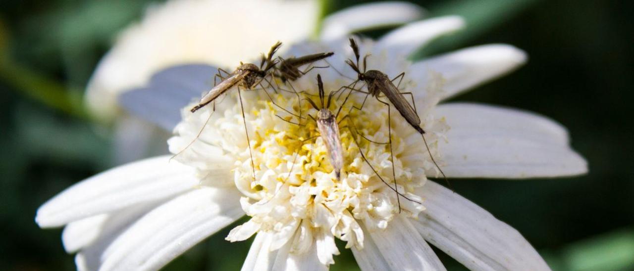 Mosquitos en una flor silvestre.