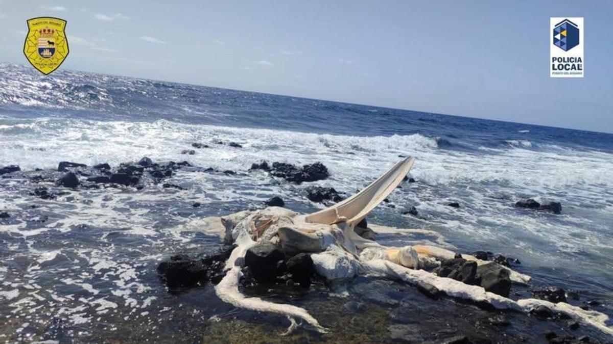 Restos de la ballena muerta.