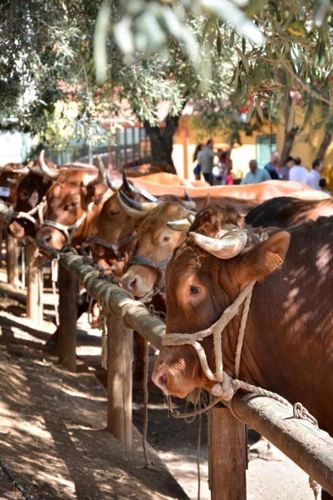 Feria de ganado, misa y procesión de San Miguel