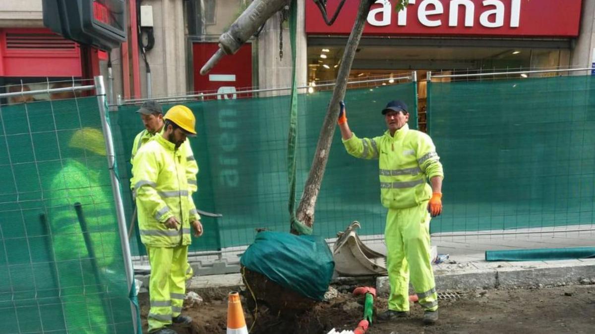 Operarios retirando árboles de Concordia.  | // FDV