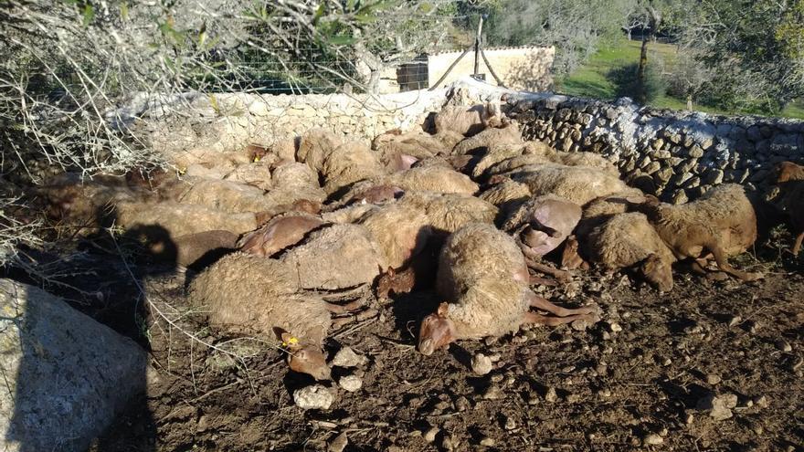 Tres perros matan a 60 ovejas y 30 corderos en Llucmajor