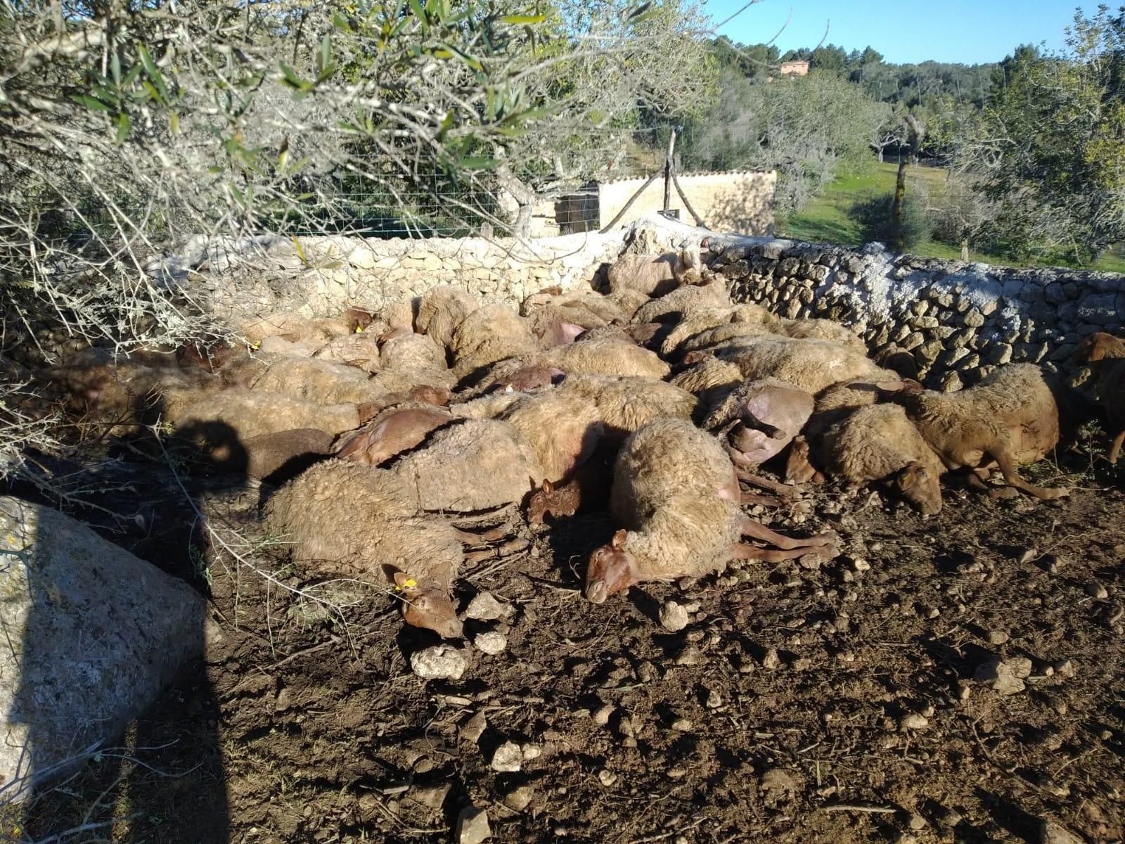 Tres perros matan a 60 ovejas embarazadas en Llucmajor