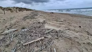 La protección del chorlitejo patinegro aplaza la limpieza de algunas playas de Cullera y Sueca
