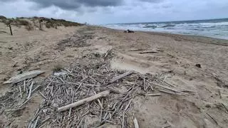 Cañas en la playa del Mareny de Sant Llorenç