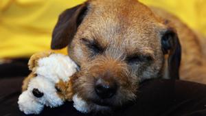 Un perro ’border terrier’, la raza de Lucky.