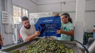Mogán pone en marcha su almazara municipal con una molienda de 600 kilos de aceitunas