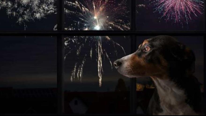 Preocupación por los fuegos artificiales de Semana Santa en Tegueste