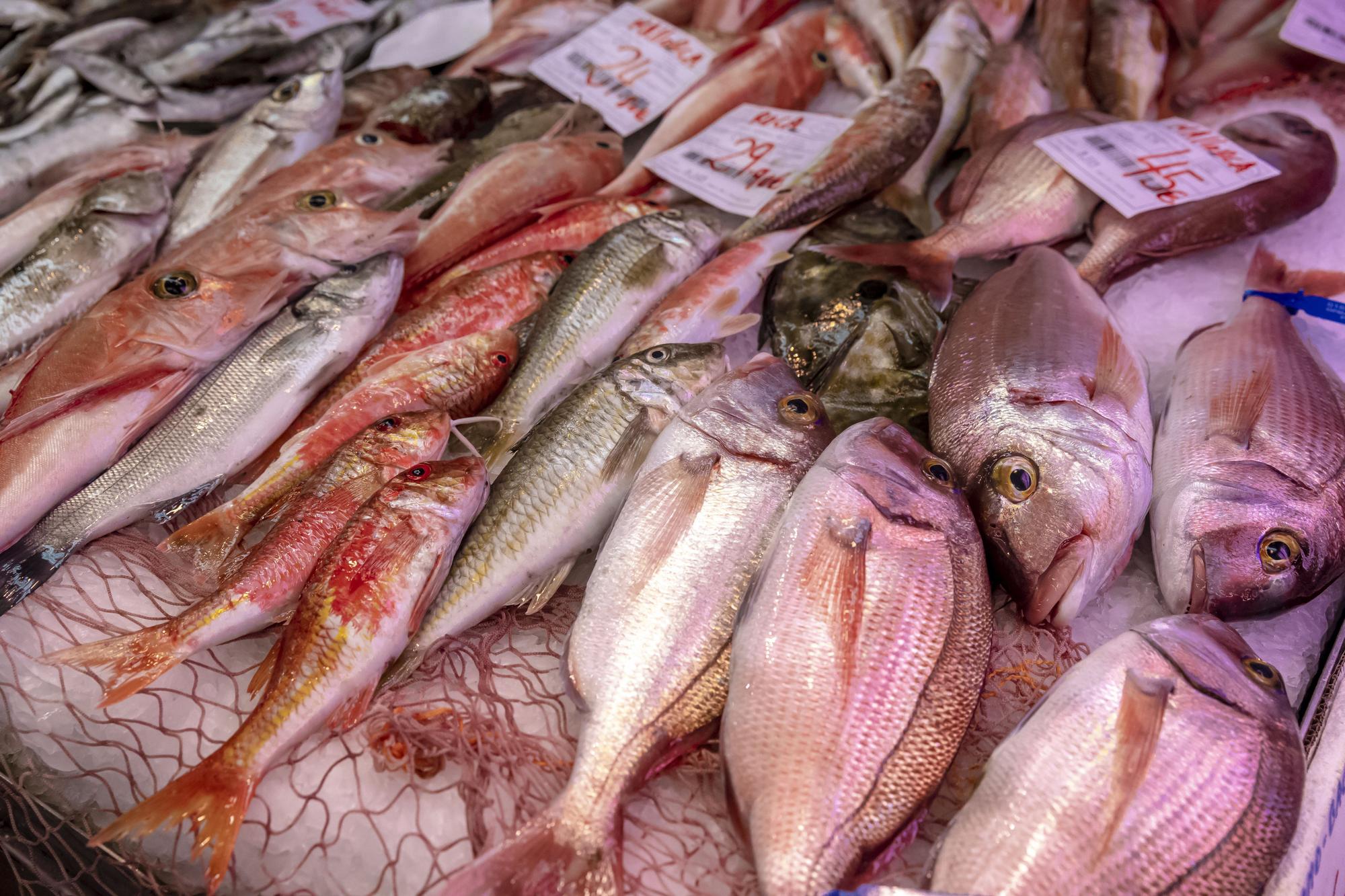 Vuelve el pescado mallorquín a las lonjas