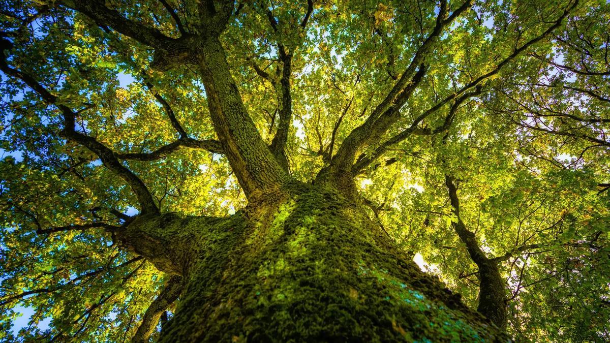 Descubrimiento insólito: han encontrado la primera rama del árbol de la vida