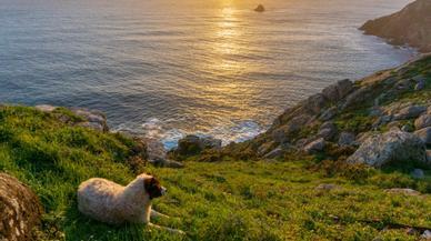 La guía definitiva para disfrutar de las Rías Baixas con tu perro: alojamientos, rutas, actividades o playas que no puedes perderte