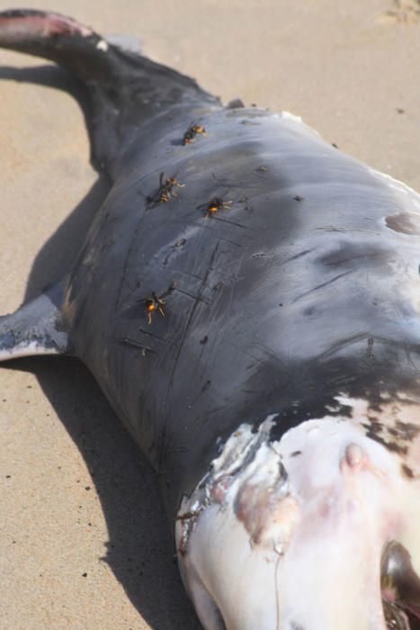 El mar arrastra a San Amaro a una cría de delfín