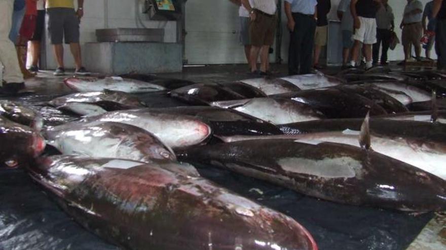 Una imagen de lechas pescadas en la Lonja de Torrevieja el pasado año.