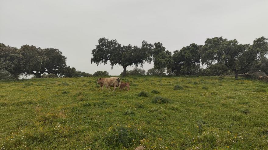 Los agricultores de Málaga, satisfechos con la lluvia: &quot;Ha beneficiado a todos los cultivos&quot;