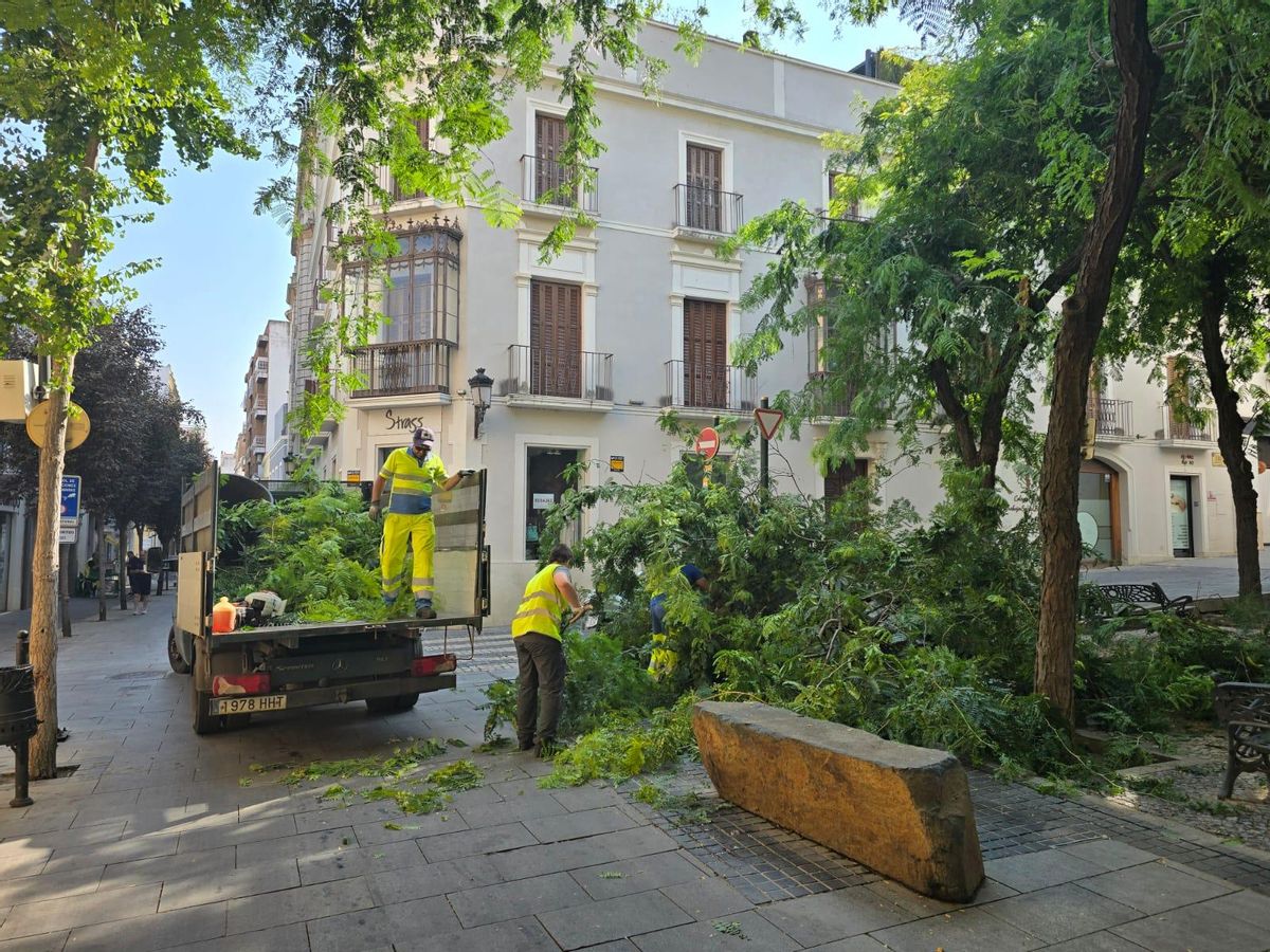 Operarios del servicio de Parques y Jardines retiran la rama desprendida del árbol en la plaza López de Ayala de Badajoz.