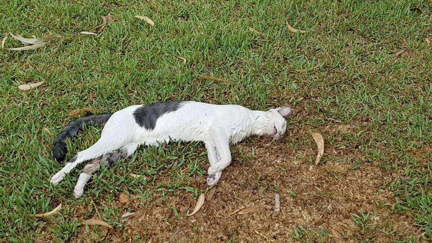 Denuncian el envenenamiento de una colonia de gatos en Orihuela Costa