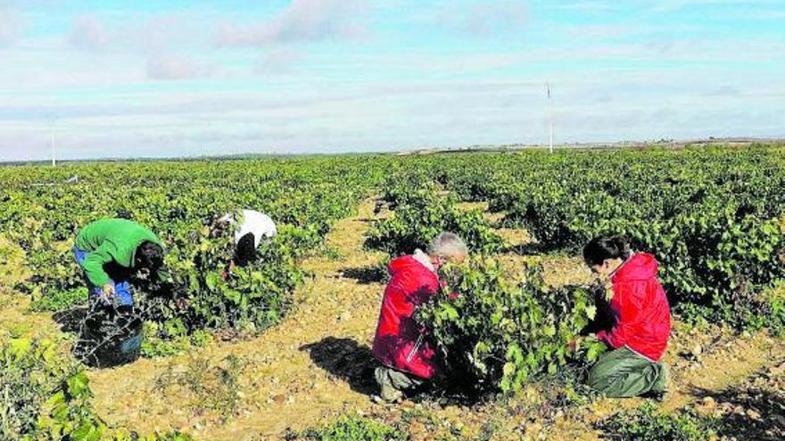 Viticultores recolectan uvas en una parcela de viñedo de la Denominación de Origen Toro. | M. J. C.