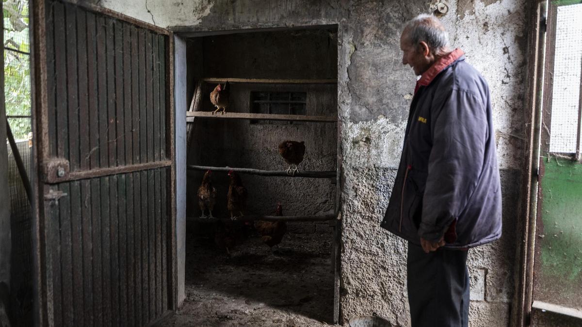 Domingo Pablo Rodríguez muestra sus gallinas encerradas para evitar la propagación de la gripe aviar, ayer en Cáceres.