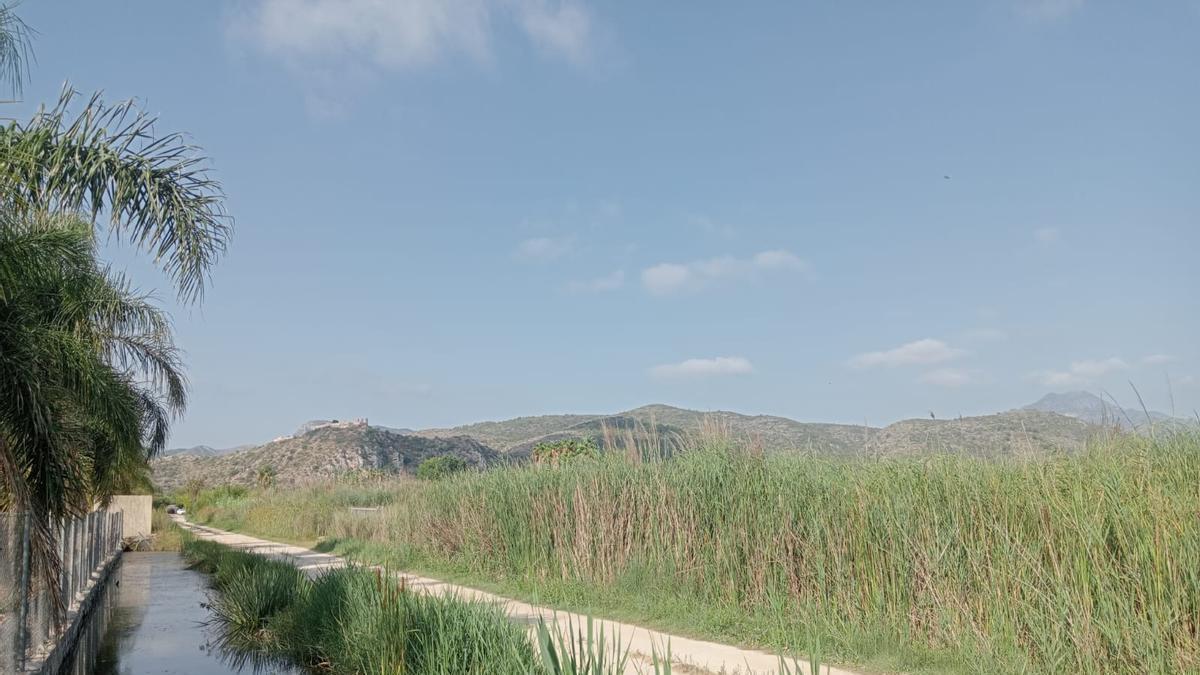 Zona del marjal de la playa de Gandia por donde se produjeron los hechos