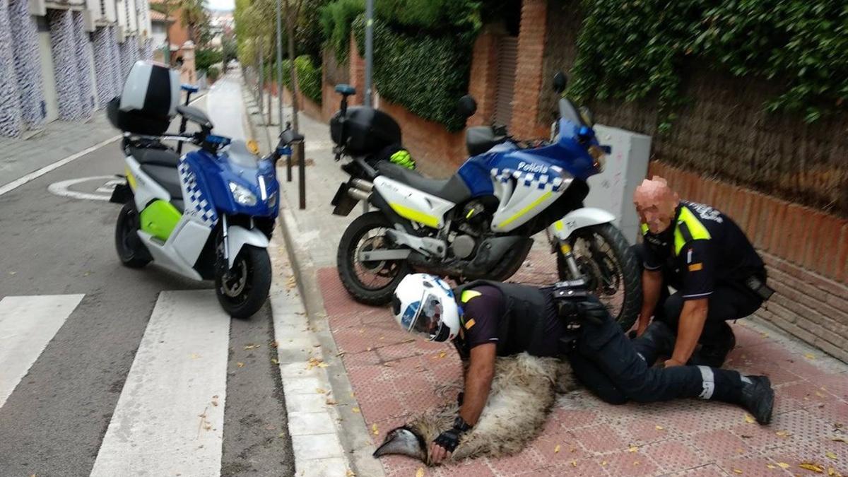 Un emú se pasea por el centro de Sant Cugat y acaba muriendo