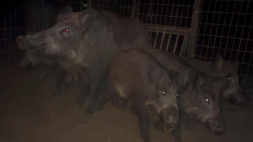 Vídeo: Capturan a un grupo de jabalíes en Vila-real