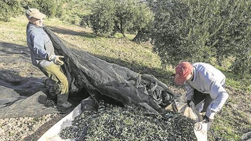 La sequía reduce en un millón los jornales en la aceituna y la naranja