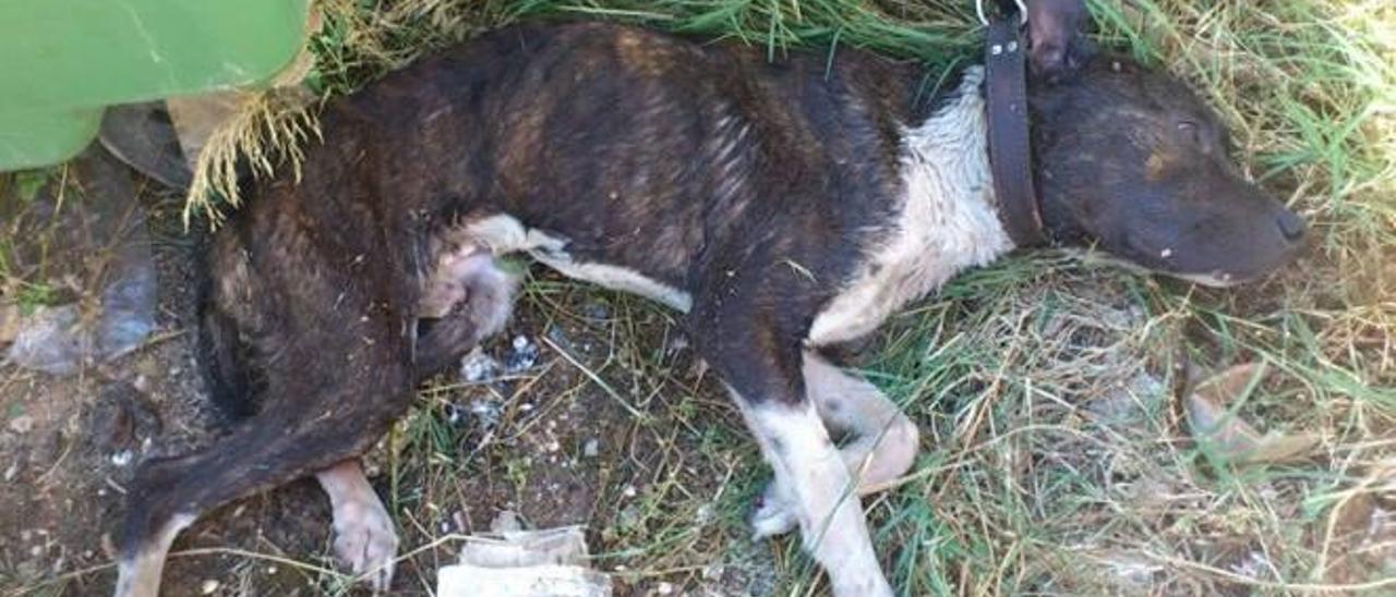 Peleas de perros en la Ribera por 2.000 euros