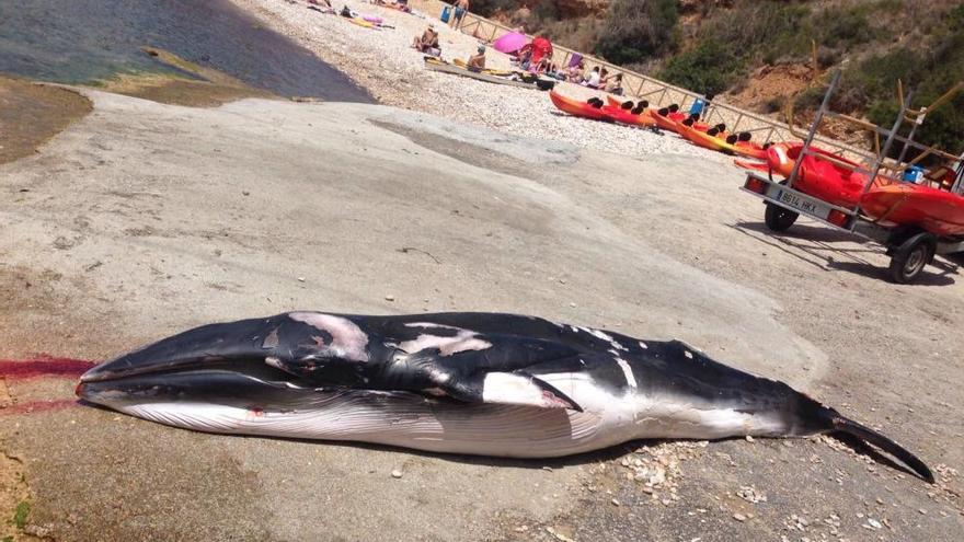 La ballena, en la playa de la Granadella de Xàbia.