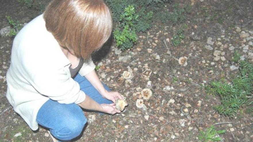 Los aficionados a la micología aún pueden encontrar ´blaves´ en los bosques.