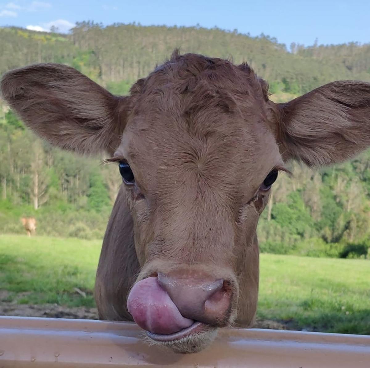 Entrañable imagen de este ternero en una finca