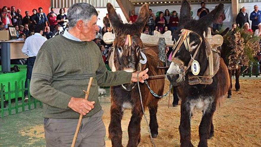 feria del Burro de San Vitero en una edición anterior.