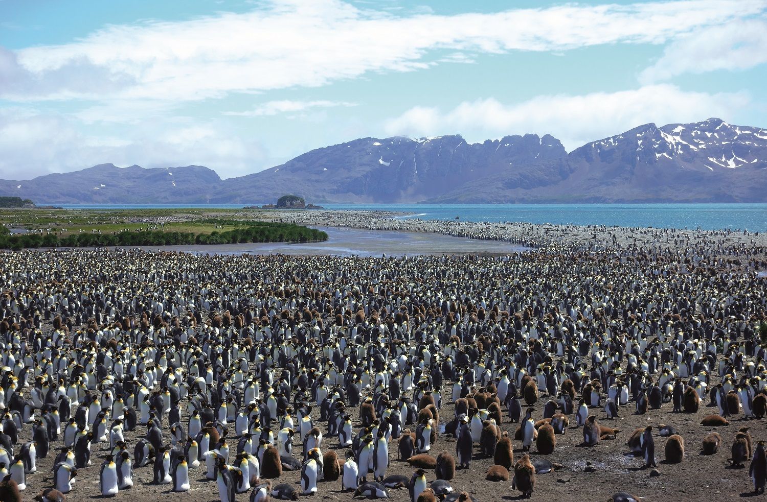 Colonia de pingüinos rey en las islas Georgias del Sur.