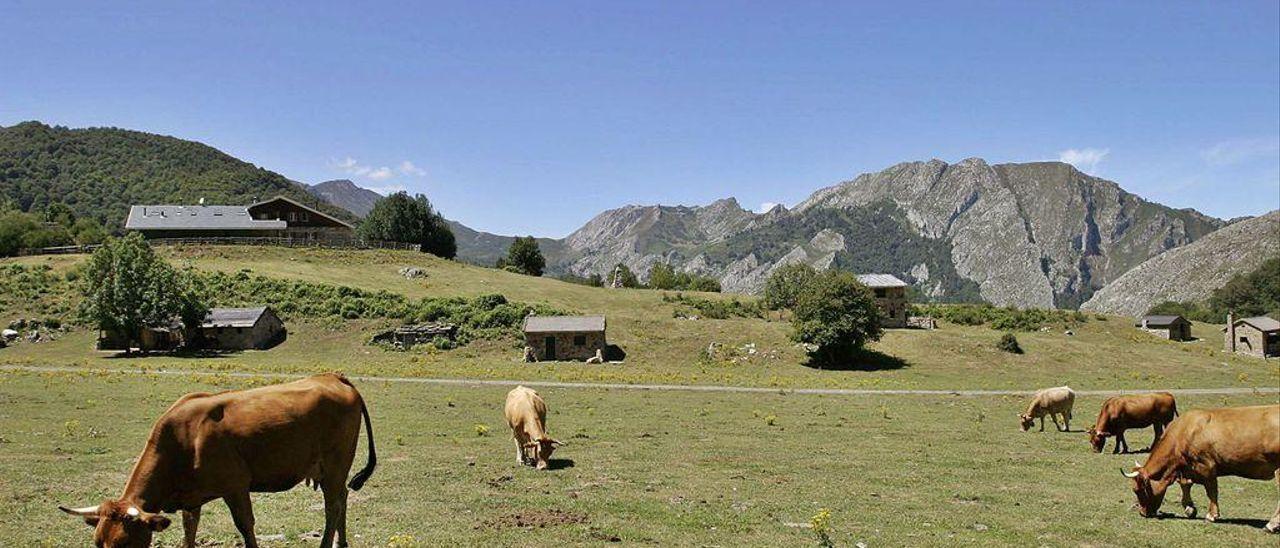 Ganado vacuno en la vega de Brañagallones, en Caso. FERNANDO RODRÍGUEZ