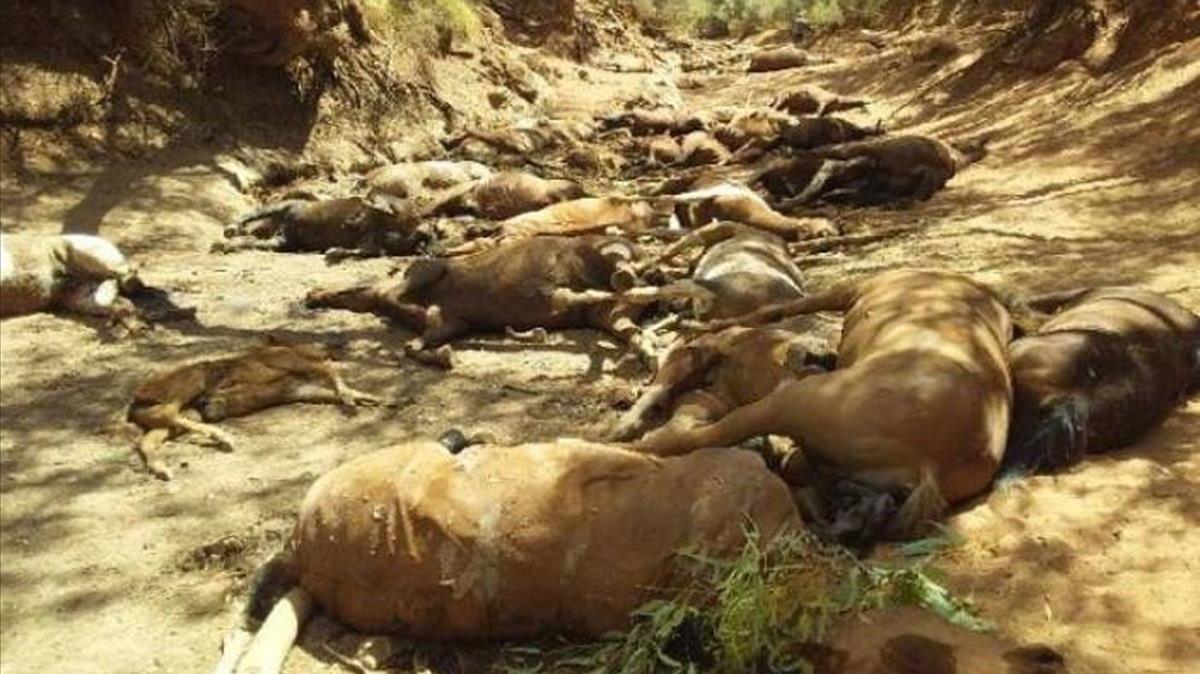 Docenas de brumbies o caballos cimarron yacen muertos en un pozo de agua seco a causa de la ola de calor  en las proximidades de la comunidad de Santa Teresa en Australia