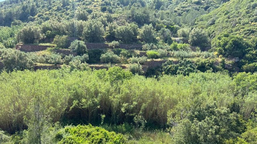 átova critica la "falta de conocimiento de la CHJ" sobre el barranco del Carraixet