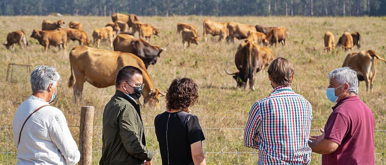 Pinzás geolocaliza sus vacas vianesas