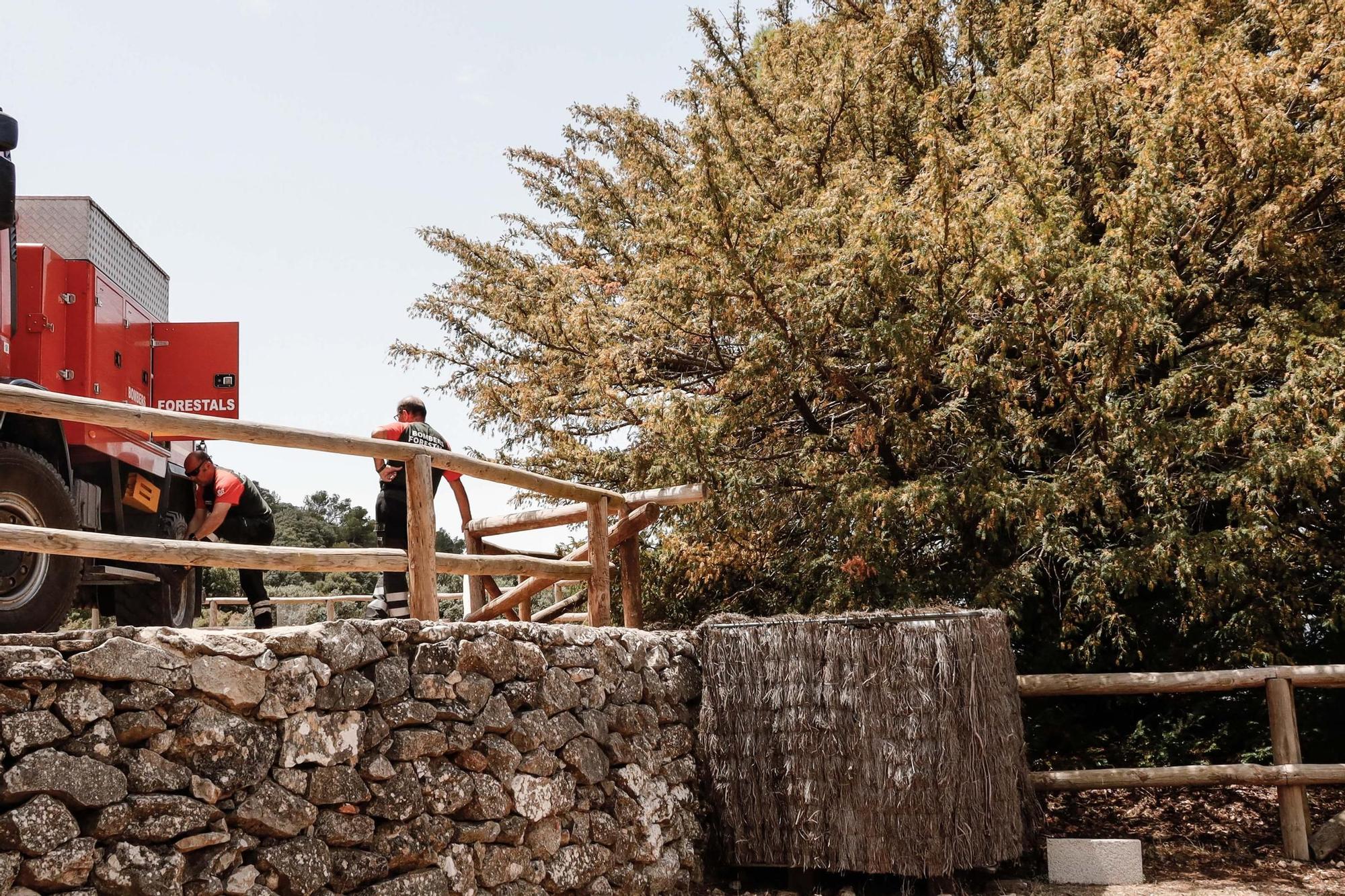Actuación de emergencia para salvar de la sequía el tejo monumental de la Font Roja