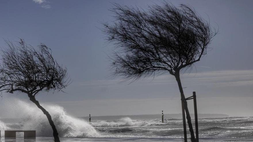 El temporal de viento ha dejado este martes decenas de incidentes en Mallorca