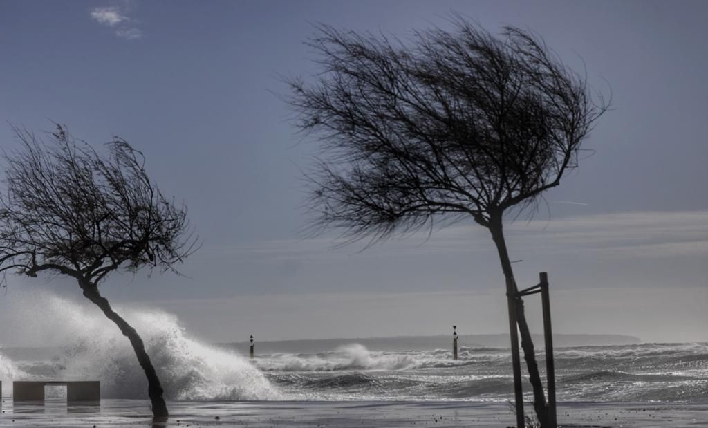 El temporal de viento deja decenas de incidentes en Mallorca