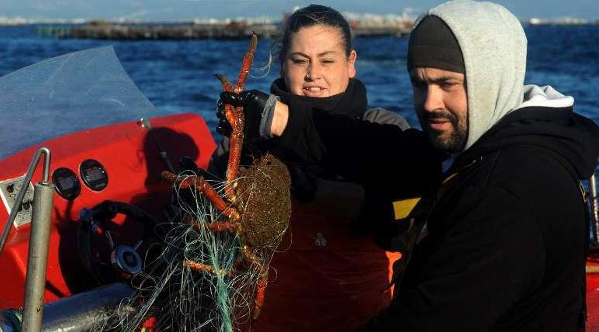 El precio del centollo se dispara en las lonjas arousanas debido a la gran escasez de capturas