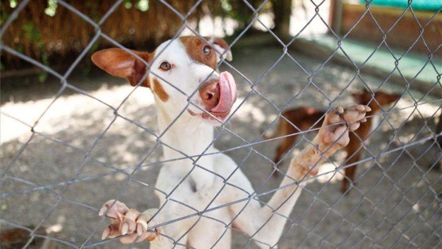 El Ayuntamiento de Zaragoza aprueba hoy la nueva ordenanza de Protección Animal