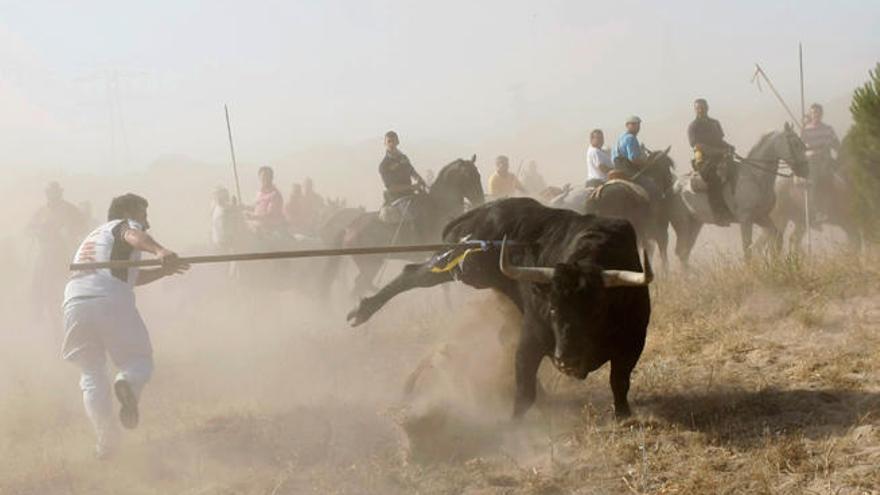 Un participante lancea al Toro de la Vega // OSEBA ETXABURU