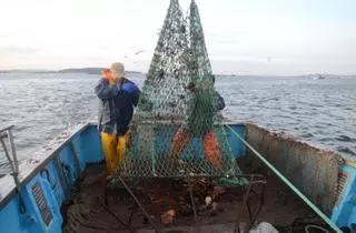 La campaña de la vieira en Arousa peligra y las cofradías discrepan sobre si abrirla o cancelarla