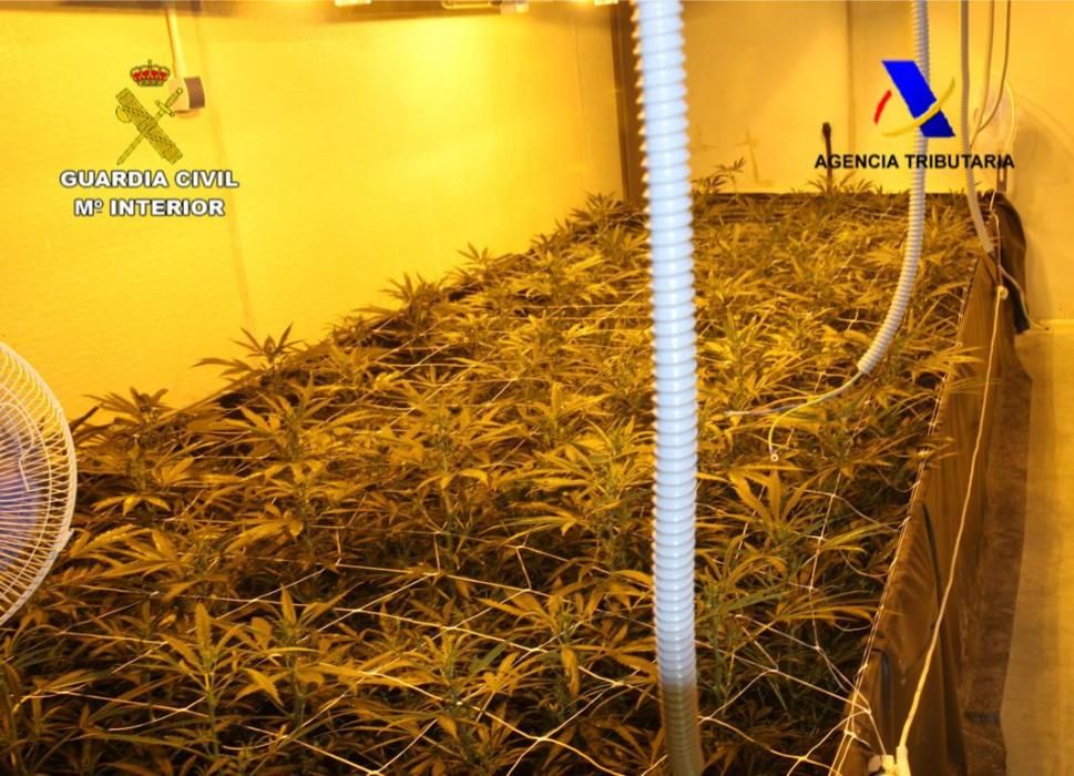 Seis detenidos por cultivar marihuana a gran escala para su venta en Holanda