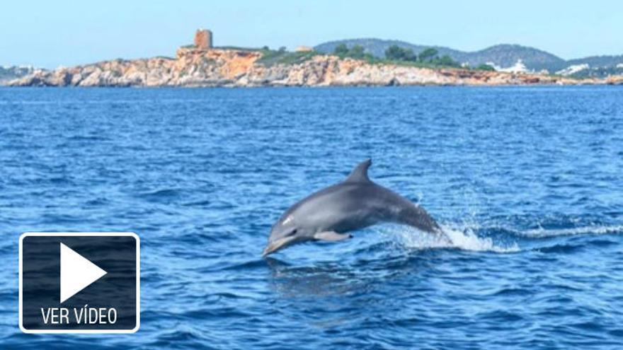 Un increíble paseo entre delfines en Mallorca