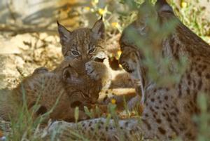 El lince ibérico deja de estar en peligro de extinción