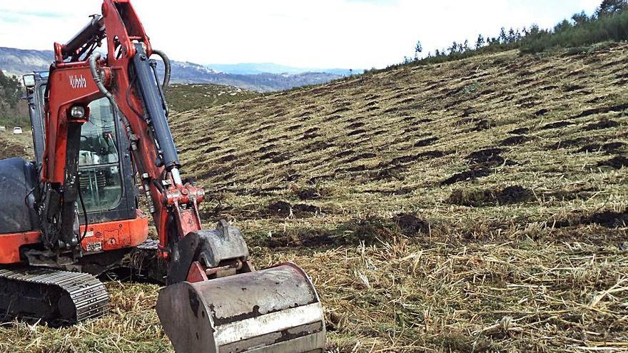 Labores de reforestación de los montes de la comunidad de Amoedo, en Pazos de Borbén.   | // FDV