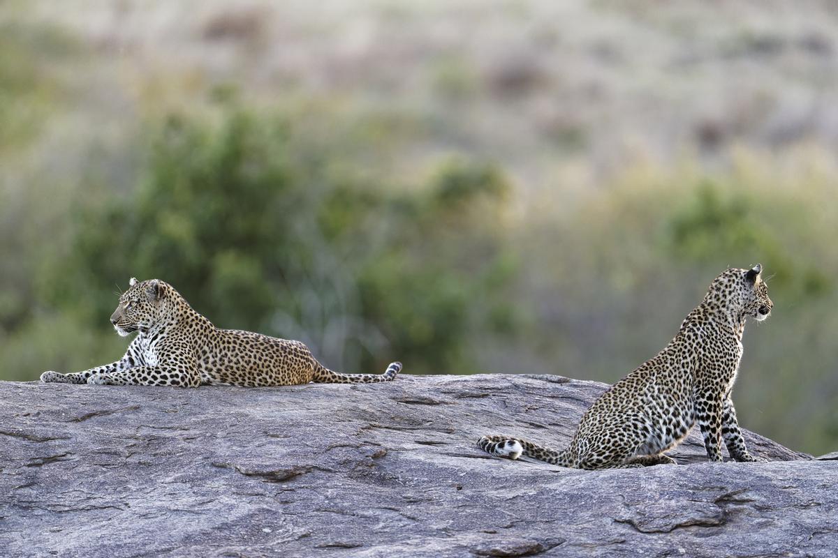 Mamá leopardo con taza en Kopje.